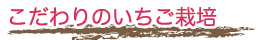こだわりのいちご栽培